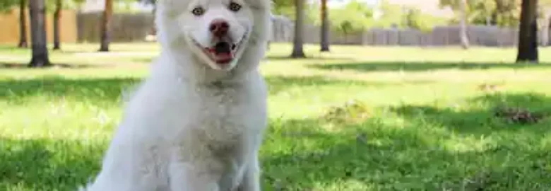 Etocanino