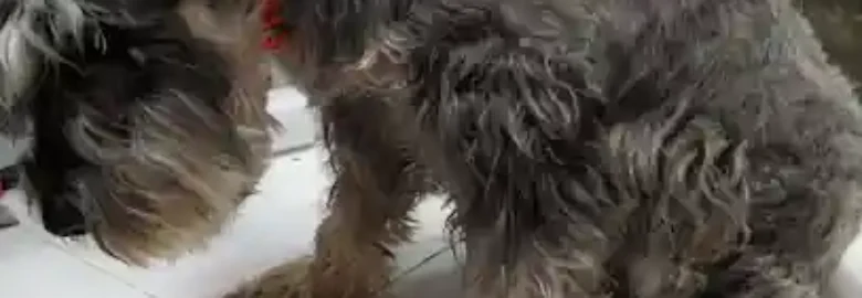 FAUNAL peluqueria canina Almansa
