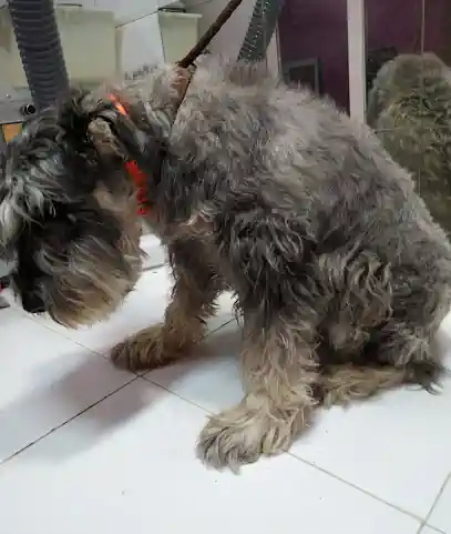 FAUNAL peluqueria canina Almansa