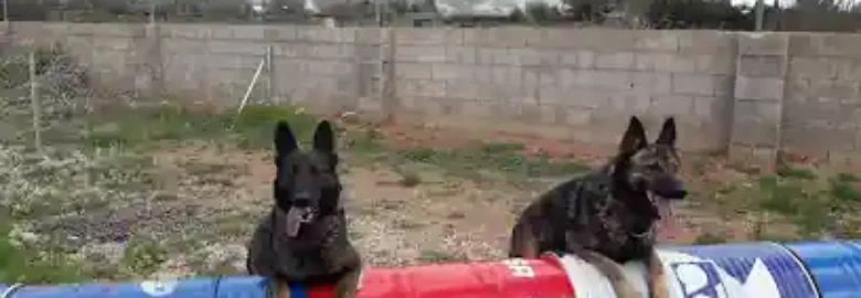 Felizcan