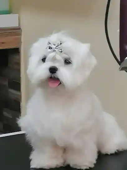 Fernando Peluquería Canina