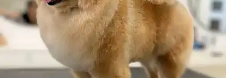 GLAMDOG
