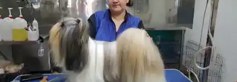 GOSILANDIA Peluquería y estética canina.