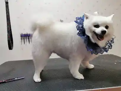 GUAPETS peluqueria canina