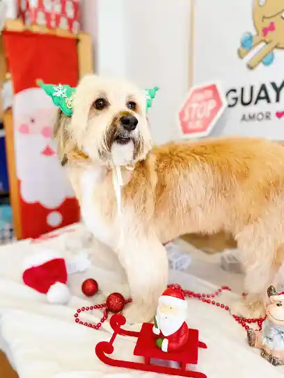 GUAY GUAY amor canino. Peluqueria canina y tienda animal
