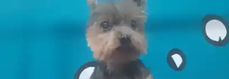 Garbi Txakur Etxebarri Peluqueria Canina