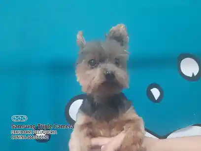 Garbi Txakur Etxebarri Peluqueria Canina