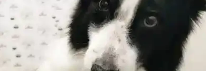 GarbiTxakur Amara. Autolavado de mascotas y peluquería canina.