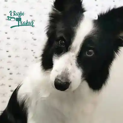 GarbiTxakur Amara. Autolavado de mascotas y peluquería canina.