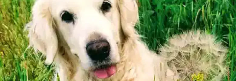 Golden Retriever Oro Del Olimpo