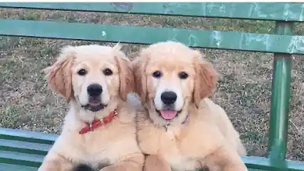 Golden Retrievers Sol del Aljarafe