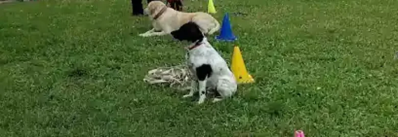 Green Dog