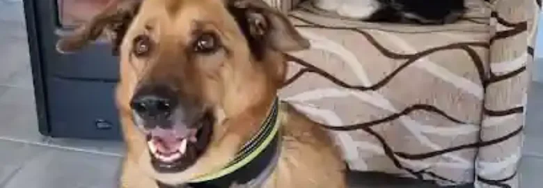 Grunydog