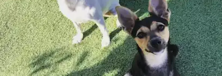 Grupo Adrakan. Residencia y bienestar canino