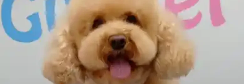 GuaPet Peluquería Canina