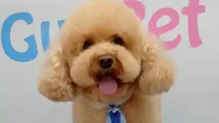 GuaPet Peluquería Canina