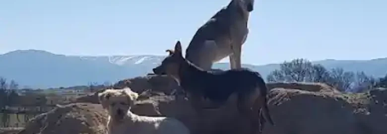 Guardería Canina Corazón de Perro