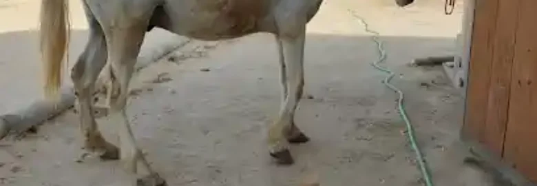 Guardería Canina El Pinar