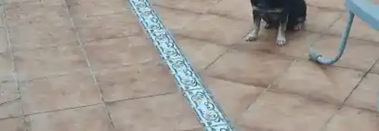 Guardería Canina Mucho Mejor Que En Casa