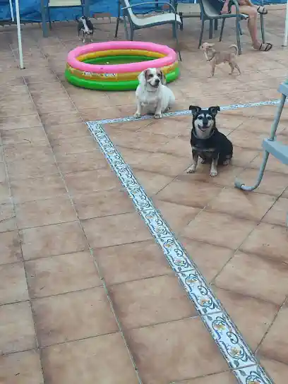 Guardería Canina Mucho Mejor Que En Casa