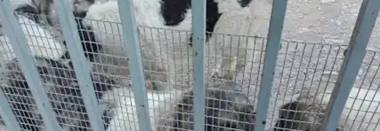 Guarderia Canina Pagoa