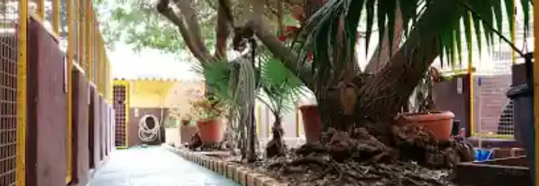 Guardería Canina Santa María de Guía