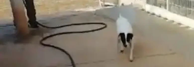 Guardería Canina Zizur