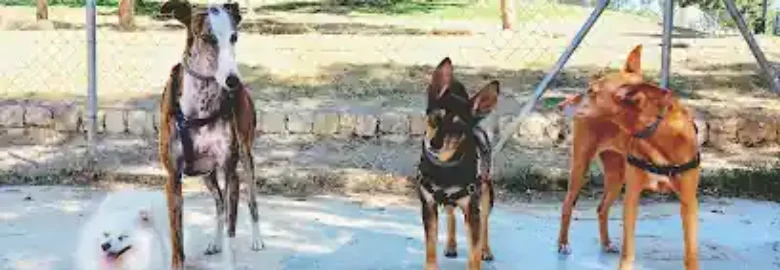 Guardería canina Creciendo Juntos