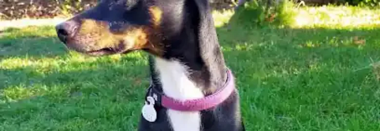 Guardería canina Huellas