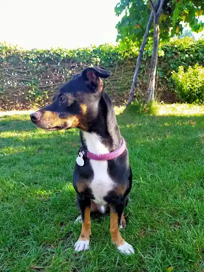 Guardería canina Huellas