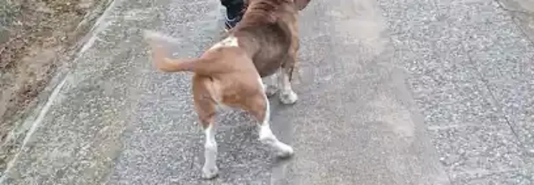 Guarderia canina joselyne