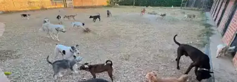 Guardería mascotas Ararauna