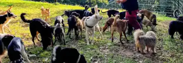 Guardog