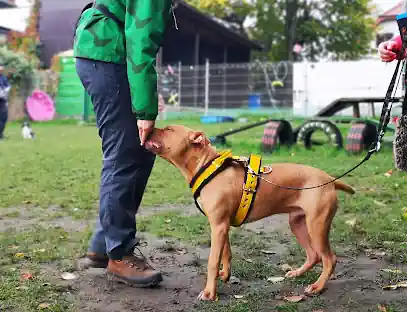 Guauche Adiestramiento Canino