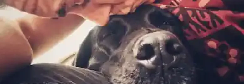 Hablando Canino