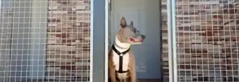 Hachiko Residencia Canina