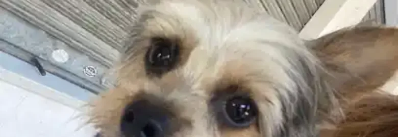 Hakuna Matata Peluquería Canina