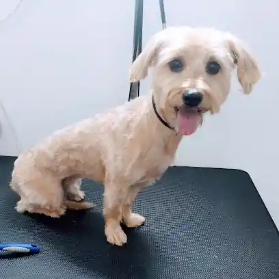 Hakuna mil patas