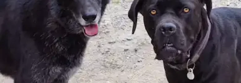 Halcyon Dog Walking & Pet Services