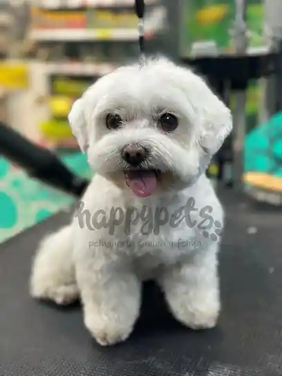 Happy Pets peluquería canina y felina