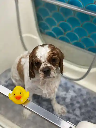 Happy Tails Dog Boutique