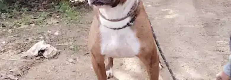 Haruko Centro Canino