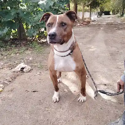 Haruko Centro Canino_LrY7