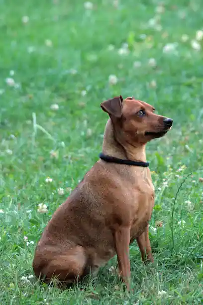 Hotel Canino Aiartza