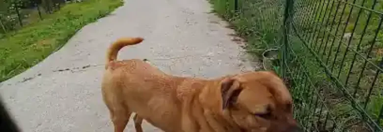 Hotel Canino Gorbeiazpi