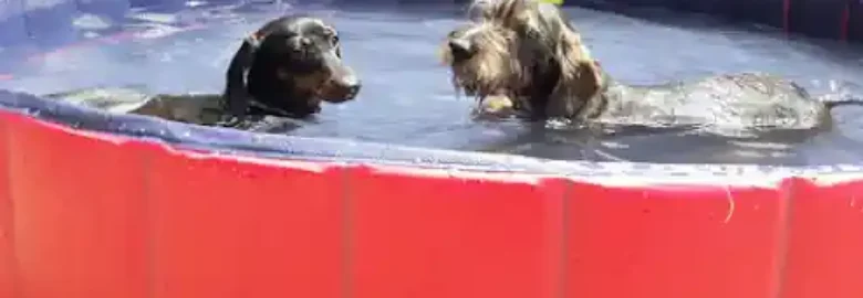 Hotel Canino Tatinejos