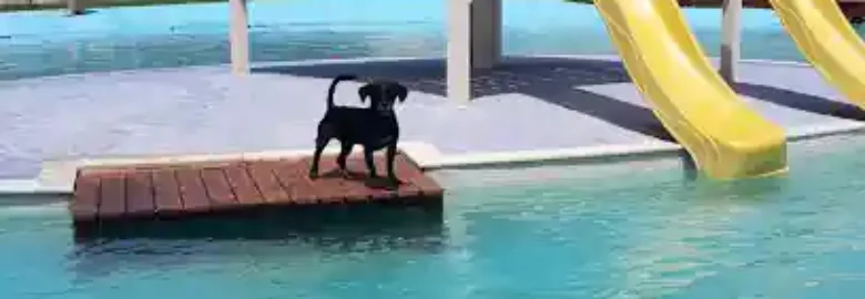 Hotel Canino