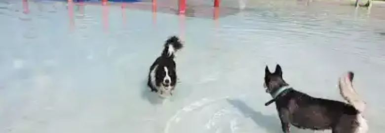 Hotel canino Can Jané