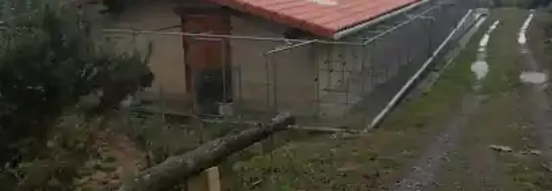 Hotel canino Orbela txakur egoitza