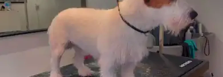Huellas Peluqueria Canina